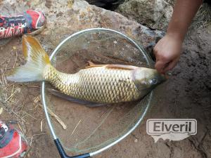 Carpa, envoyé par: Pau Ayala (Non enregistré)