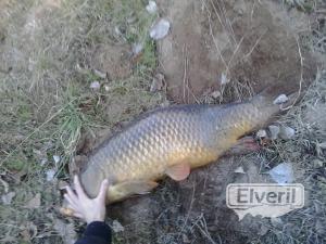 carpa, enviado por: carlos (No registrado)