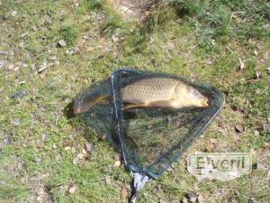 Carpa en Santillana, sent by: ElPoteras