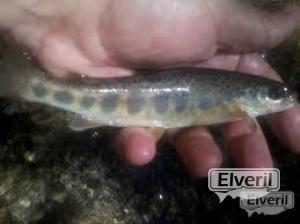 esguin de salmon, enviado por: ni (No registrado)