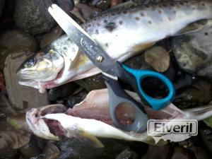 el veril pesca, enviado por: evp (No registrado)