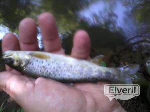 el veril pesca, enviado por: evp (No registrado)