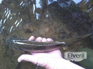 el veril pesca, enviado por: evp (No registrado)