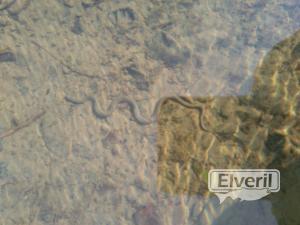 Víbora en el agua, enviado por: Mosca (No registrado)