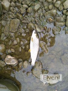 Pesca zona intermareal Bedua, enviado por: Rodolfo de Bizkaia (No registrado)