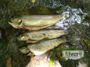 Pesca país vasco, enviado por: Patearrios (No registrado)