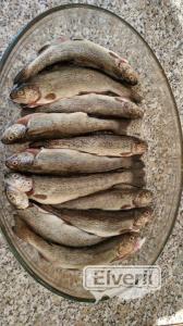 Reos o truchas?, sent by: Pescador (Not registered)