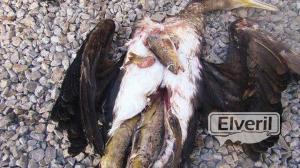 Garzas y cormaranes , sent by: Pescador (Not registered)