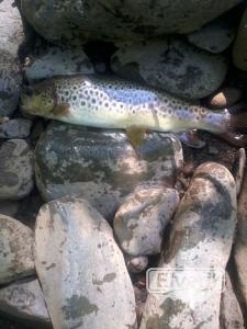 pesca, enviado por: pesca (No registrado)