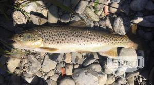 Reo de meses de rio, envoyé par: Pescado en Gipuzkoa (Non enregistré)