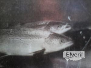 salmon (urola), enviado por: ENEKO