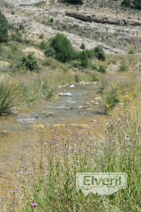 El rio es muy chipo aqui arriba, enviado por: basileo