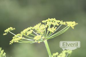 Untitled image, sent by: enedino