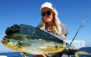 llampuga, mahi mahi,, enviado por: delta game fishing Riumar (No registrado)