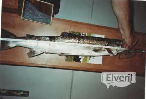 midiendo un salmon, enviado por: ENEKO