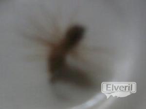 dry ant brown, enviado por: ENEKO