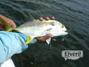 Palometa Rio Hatiguanico, enviado por: Macabi (No registrado)