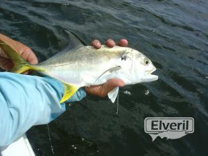 Palometa Rio Hatiguanico, sent by: Macabi (Not registered)