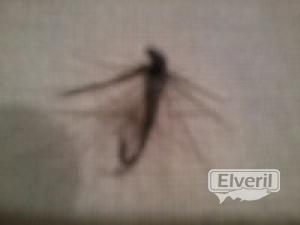mosca ahogada(negra con pelo negro), enviado por: ENEKO