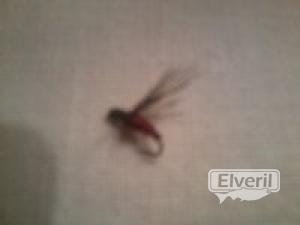 mosquito ahogado(pelo negro-cuerpo rojo con vueltas negras), enviado por: ENEKO