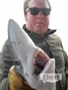 Pucho, con un tiburon azul, liberado., en el Maregalia1º,Galicia., enviado por: Maregalia pesca litoral y altura Rias Baixas  (No registrado)