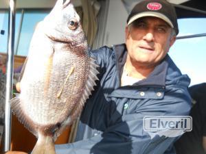 Sargo en el Maregalia1º, charter en Galicia, enviado por: Salidas de pesca en barco Galicia, MAREGALIA (No registrado)