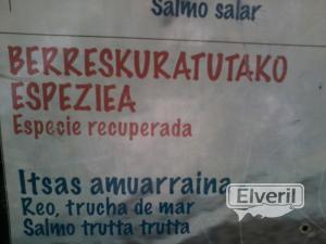 el reo es una de las especies recuperadas en el rio Urola, enviado por: ENEKO