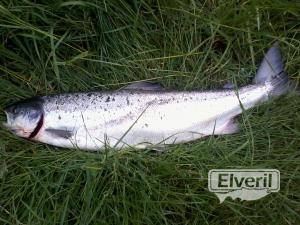 apertura pesca salmon (rio Bidasoa Navarra)2013, sent by: ENEKO