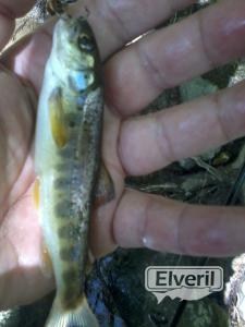 atzolaras(Urola), sent by: ENEKO