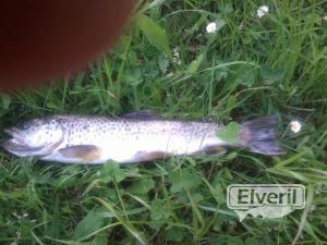 trucha comun, sent by: erreka (Not registered)