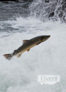 salmon atlantico, sent by: erreka (Not registered)