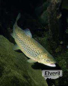 salmonido, sent by: erreka (Not registered)