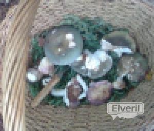 gibel urdin , seta del cura, enviado por: iml (No registrado)