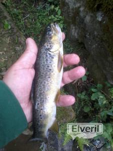 ekain-berri(zestoa)Urola, sent by: iml (Not registered)