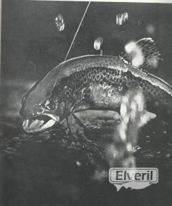 En blanco y negro (brava trucha), sent by: iml (Not registered)