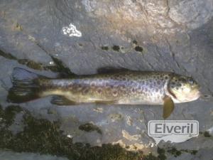 Errezil erreka (Ibaieder)Gipuzkoa, sent by: El pesqui (Not registered)