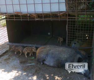 hora de la siesta, envoyé par: Imagenes (Non enregistré)