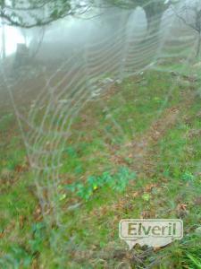 tela de araña, enviado por: Imagenes (No registrado)