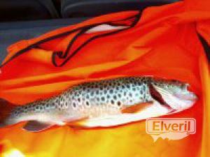 trucha carpa, enviado por: yo (No registrado)