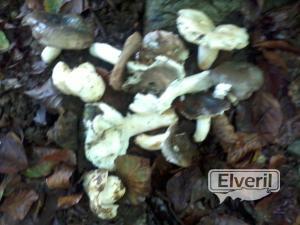 seta del cura (russula virescens) y carbonera (russula cyanoxantha), envoyé par: Eneko (Non enregistré)