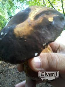 Boletus aereus(Hongo negro) Monte Ernio(Gipuzkoa), envoyé par: Eneko (Non enregistré)