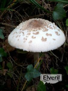 Parasol (galanperna), envoyé par: Eneko (Non enregistré)