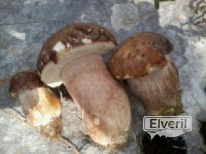 Macizo del Izarraitz (Gipuzkoa), sent by: Eneko (Not registered)