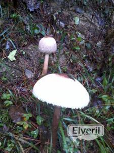 parasol, enviado por: Eneko (No registrado)