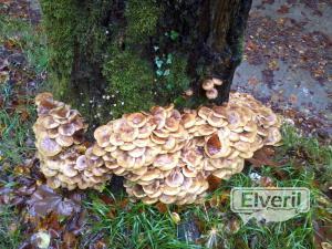 pleurotus ostreatus, sent by: Eneko (Not registered)