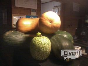 concurso de calabazas, enviado por: pesqui (No registrado)