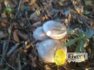 clitocybe nebularis, sent by: Eneko (Not registered)