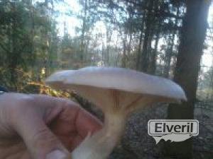 illarraka  pago-ziza, enviado por: Eneko (No registrado)