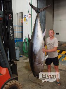 atun gigante, envoyé par: enrique (Non enregistré)