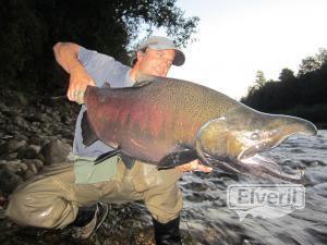 Salmon Chinook, envoyé par: Alejo Amadeo (Non enregistré)